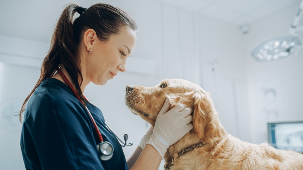 Be the vet pet owners think of first
